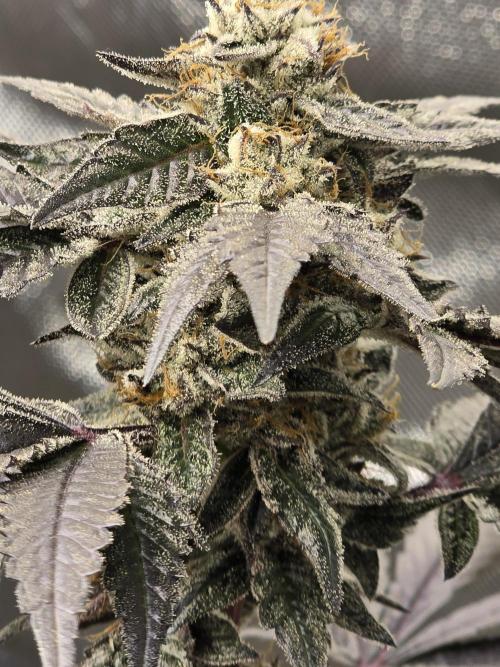 Mac 1. Week 9