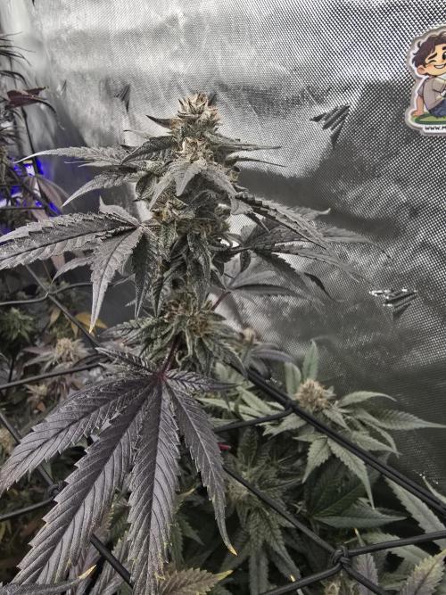Mac 1. Week 9