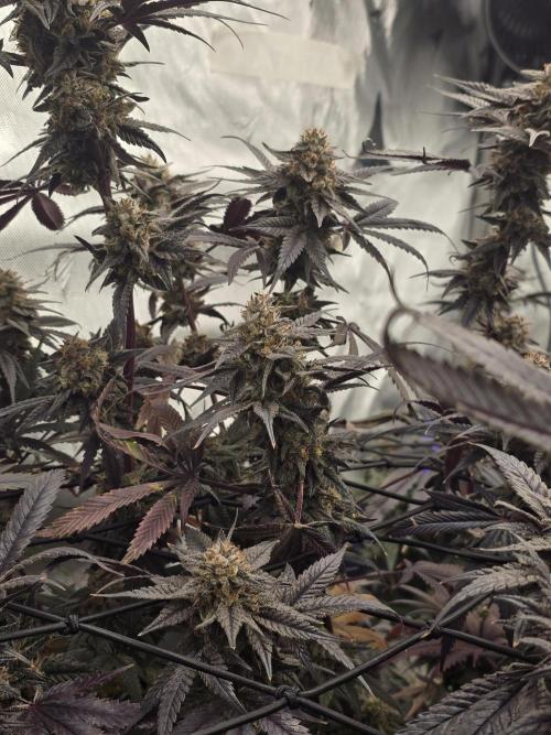 Mac 1. Week 9