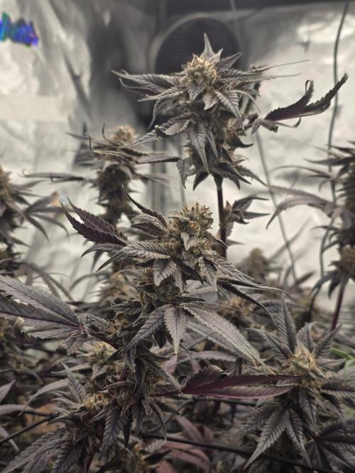 Mac 1. Week 9