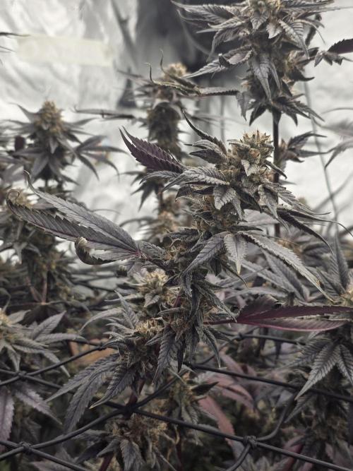 Mac 1. Week 9