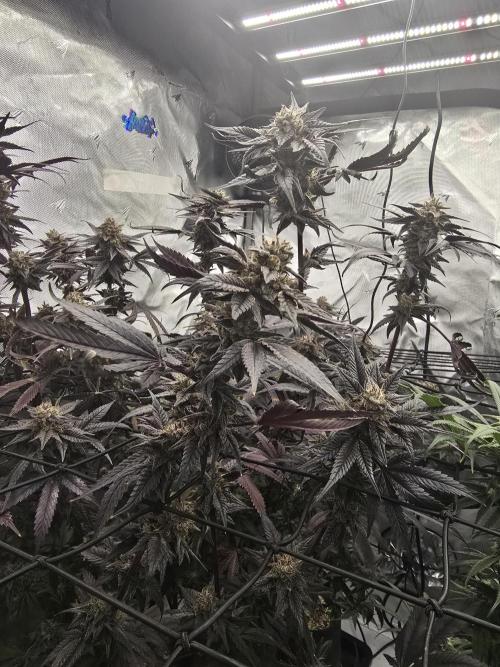 Mac 1. Week 9