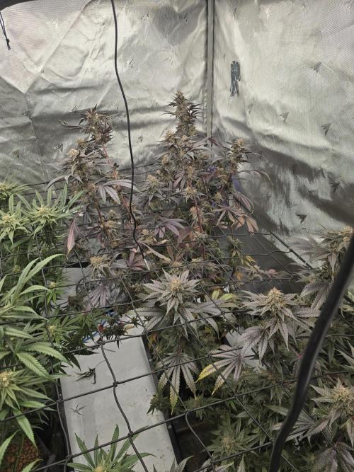 Mac 1. Week 9