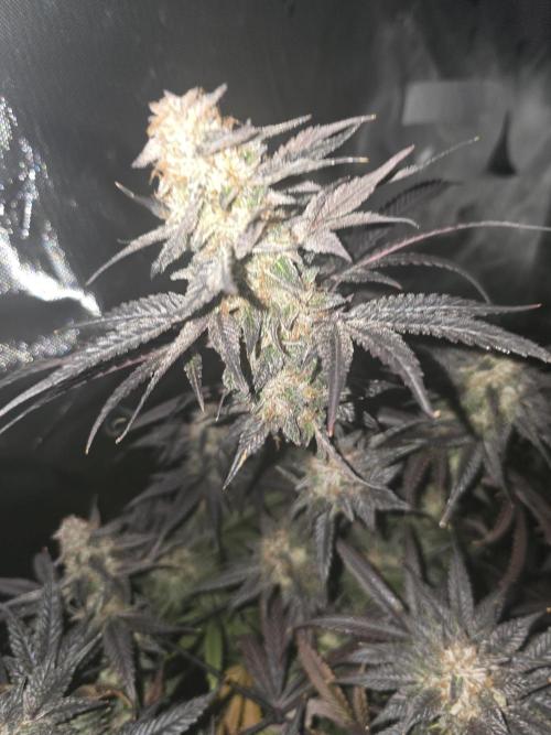 Mac 1. Week 9