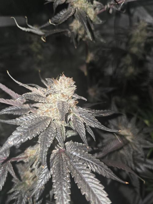 Mac 1. Week 9