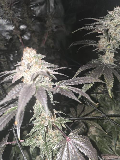Mac 1. Week 9