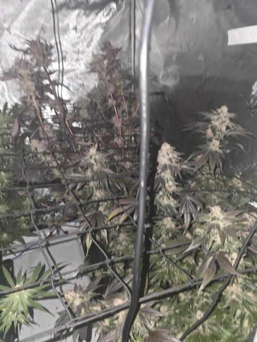 Mac 1. Week 9