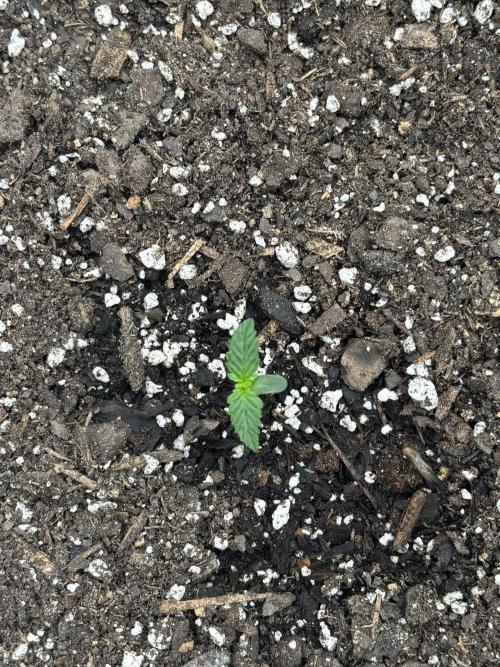 Gelato Auto FB First grow. Week 0 - Sew #1