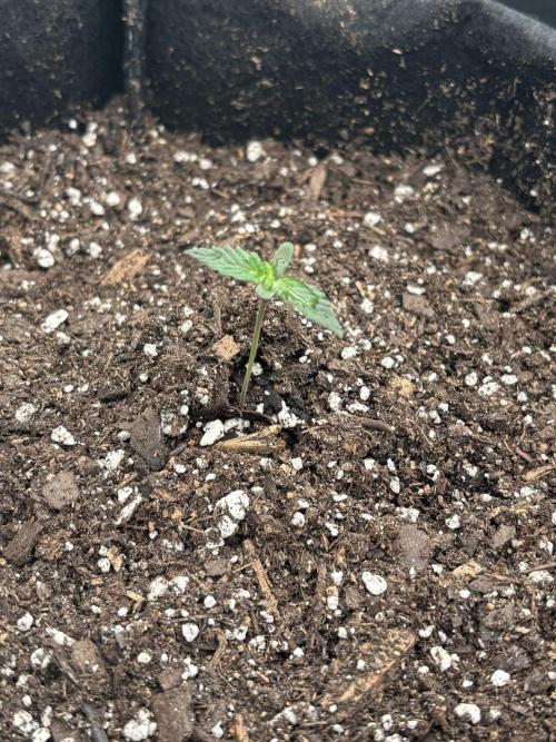 Gelato Auto FB First grow. Week 0 - Sue #2