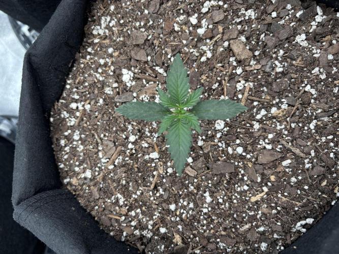 Gelato Auto FB First grow. Week 1 - #2 Sue