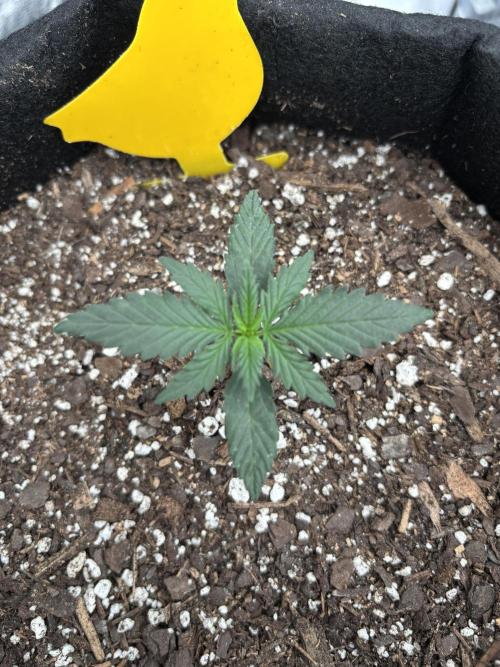 Gelato Auto FB First grow. Week 1 - #1 Sew