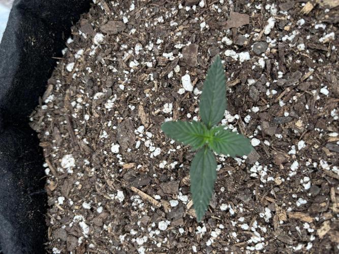 Gelato Auto FB First grow. Week 1 - Towlie #3