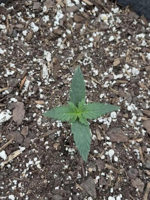 Gelato Auto FB First grow
