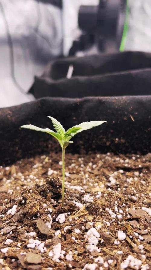 Gelato Auto FB First grow