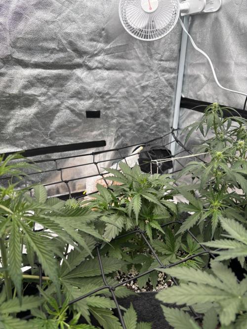 Gelato Auto FB First grow. Week 5 - The one plant that recieved 0 training looking all short with tight spacing 