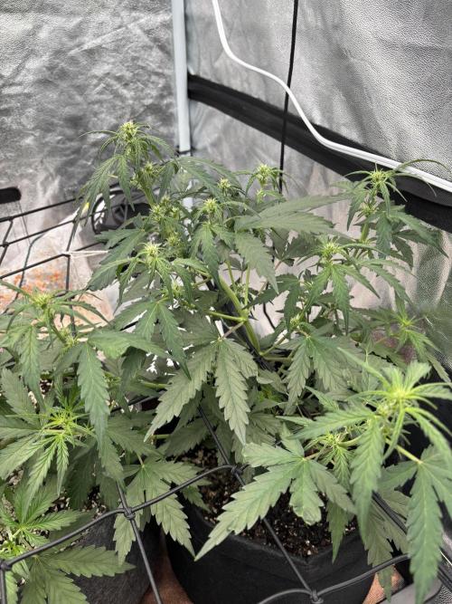 Gelato Auto FB First grow. Week 5 - This plants been in flower since week 3! Impressed by the speed on this one. 
