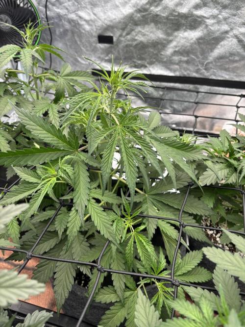 Gelato Auto FB First grow. Week 5 - This was the biggest grower this week and got some hefty fan leaves tucked. 