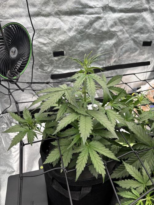 Gelato Auto. Week 5
