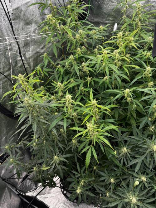 Gelato Auto. Week 8