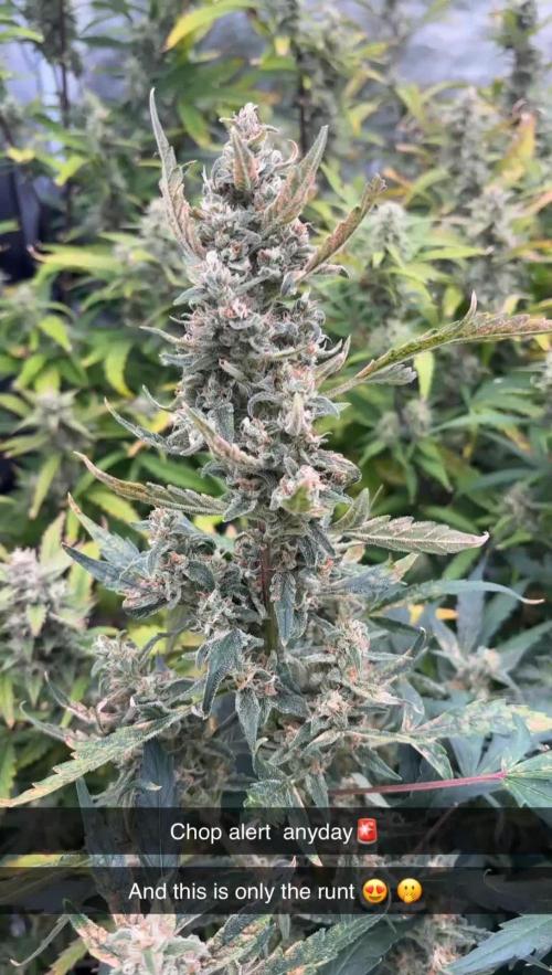 Gelato Auto FB First grow