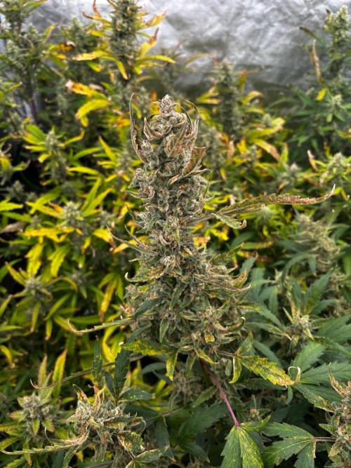 Gelato Auto FB First grow. Week 10