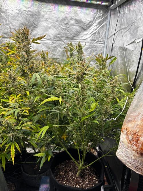 Gelato Auto FB First grow. Week 10 - Removed the first top cola and lowered one half of the mammoth 720w led. 