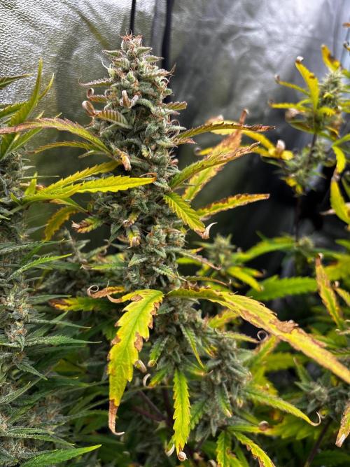 Gelato Auto FB First grow. Week 10