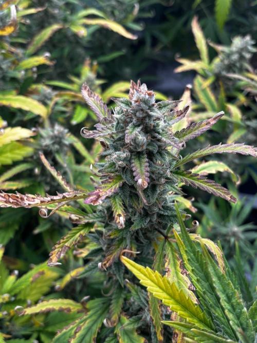 Gelato Auto FB First grow. Week 10
