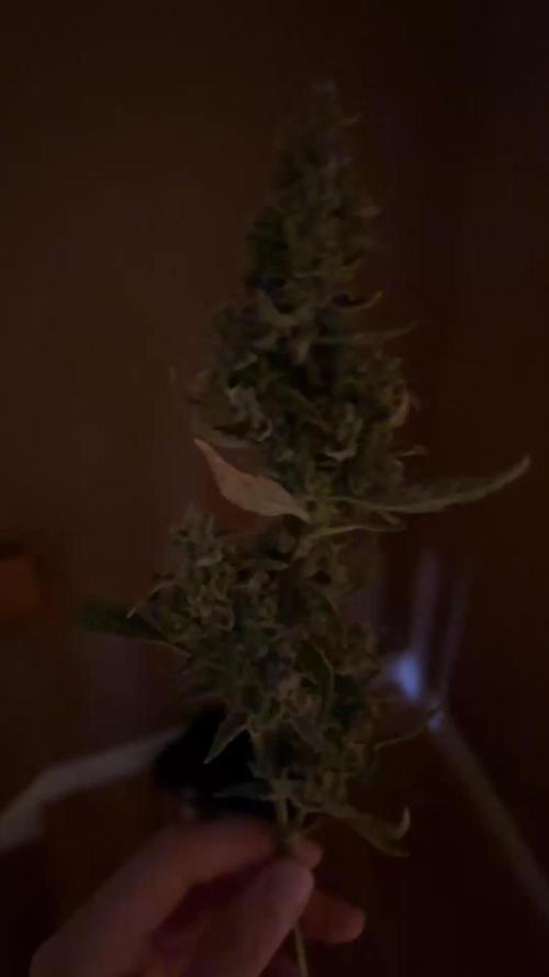Gelato Auto FB First grow