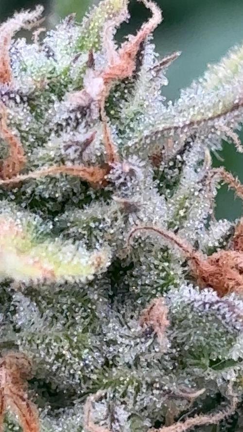 Gelato Auto. Week 10