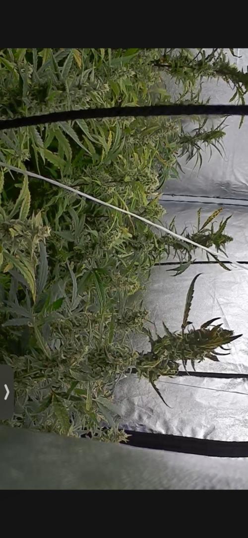 Gelato Auto FB First grow. Week 9