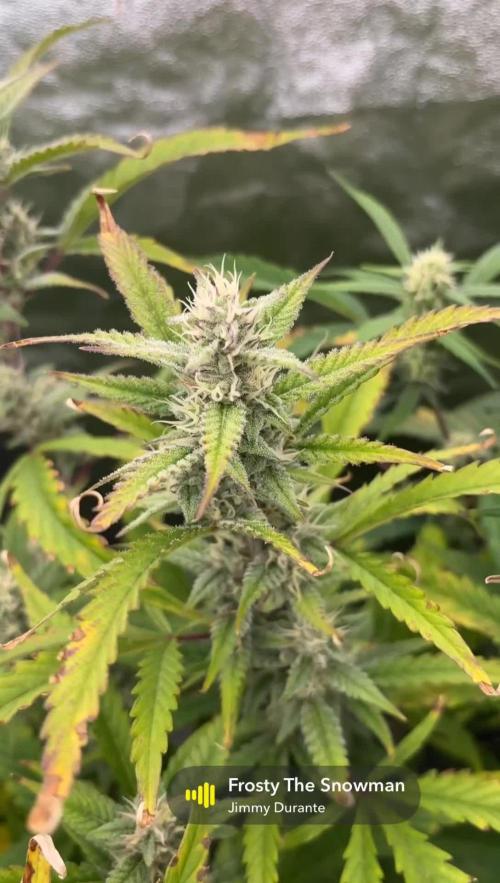 Gelato Auto FB First grow