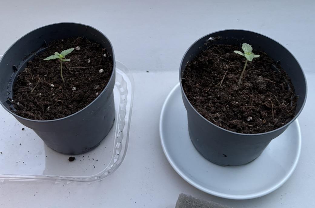Quick One first grow. Week 1 - Week 1 of the growing of these muchachas