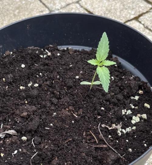 Quick One. Week 2