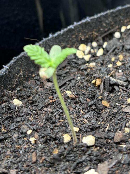 Indoor 60cmsX60cms Basse Consommation. Week 0
