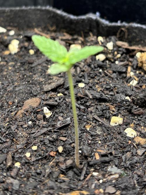 Indoor 60cmsX60cms Basse Consommation. Week 0