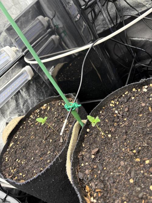 Indoor 60cmsX60cms Basse Consommation. Week 0