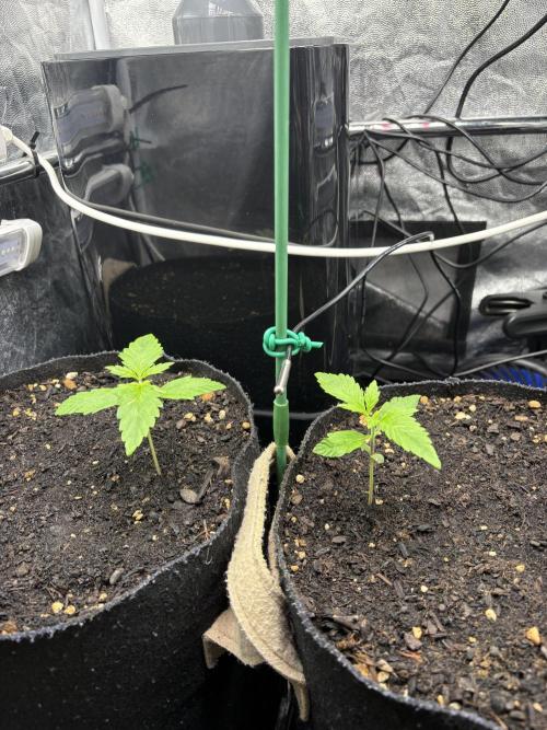 Indoor 60cmsX60cms Basse Consommation. Week 0