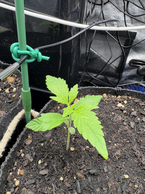 Indoor 60cmsX60cms Basse Consommation. Week 0