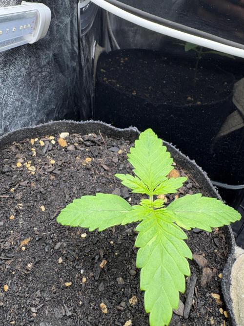Indoor 60cmsX60cms Basse Consommation. Week 0