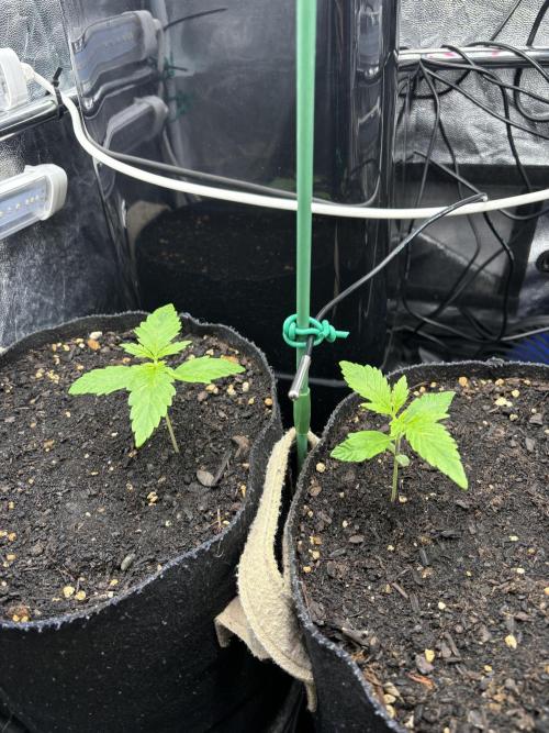 Indoor 60cmsX60cms Basse Consommation. Week 1