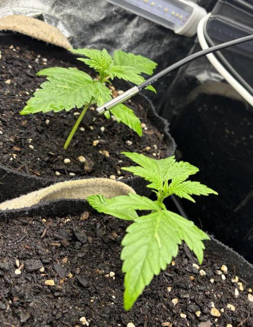 Indoor 60cmsX60cms Basse Consommation. Week 1