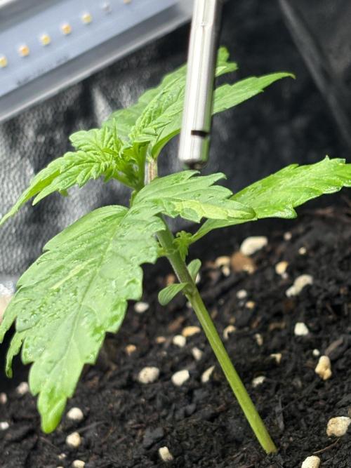 Indoor 60cmsX60cms Basse Consommation. Week 1