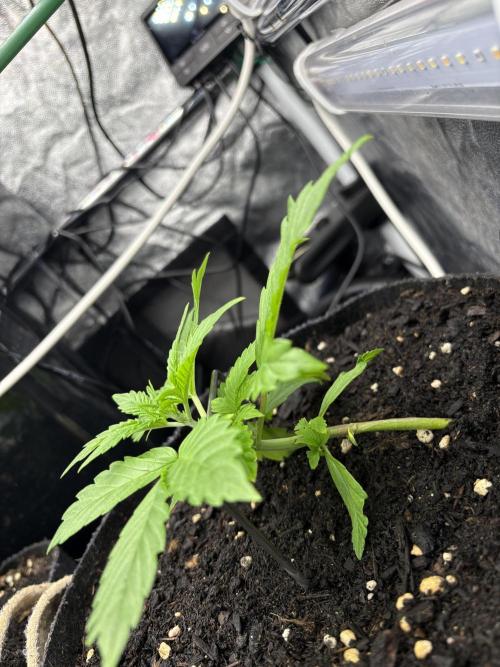 Indoor 60cmsX60cms Basse Consommation. Week 1