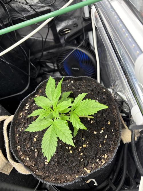 Indoor 60cmsX60cms Basse Consommation. Week 1