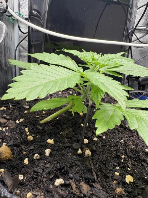Indoor 60cmsX60cms Basse Consommation. Week 1
