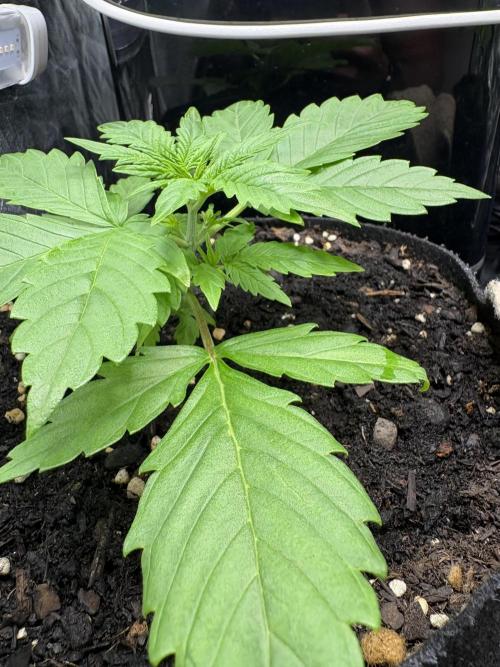 Indoor 60cmsX60cms Basse Consommation. Week 1