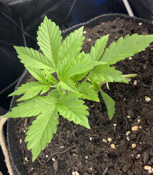 Indoor 60cmsX60cms Basse Consommation. Week 2