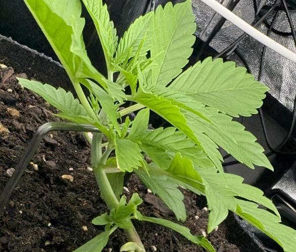 Indoor 60cmsX60cms Basse Consommation. Week 2