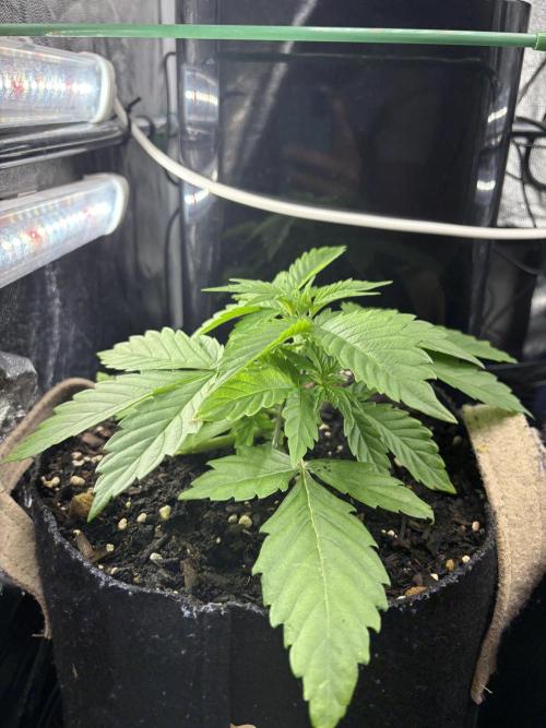Indoor 60cmsX60cms Basse Consommation. Week 2
